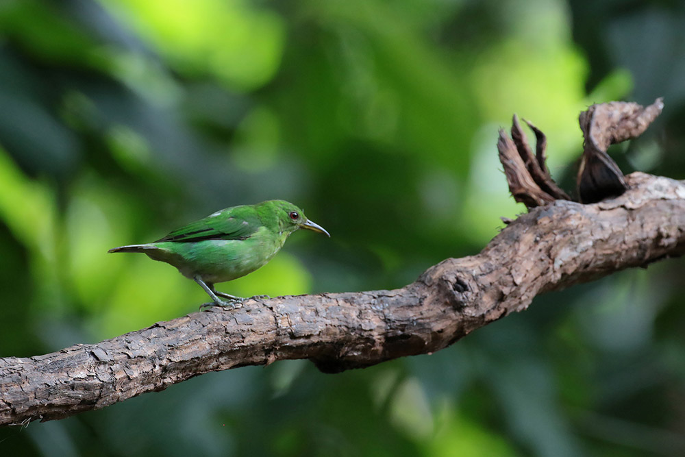 Female Green Honeycreeper